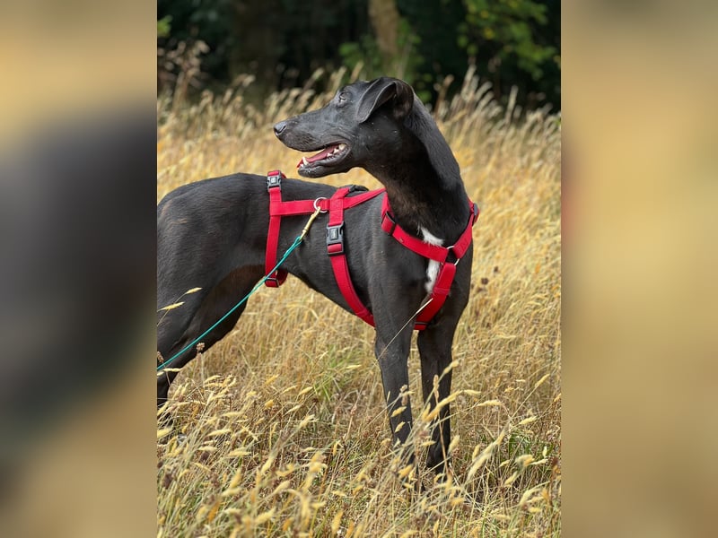 Csöppke-BE – Sensible Dame sucht Halt und Herz