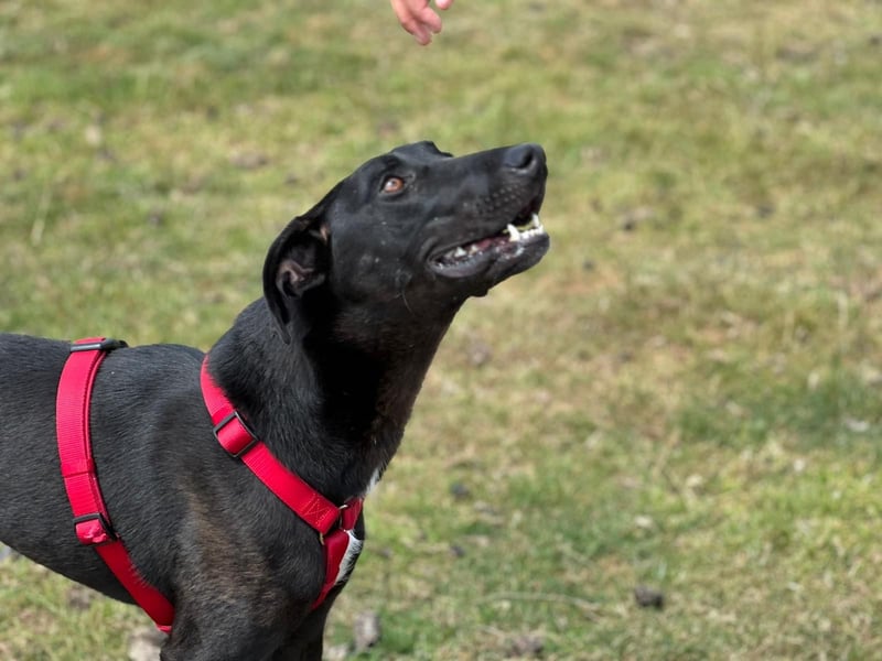 Csöppke-BE – Sensible Dame sucht Halt und Herz