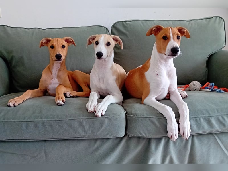 Magyar Agar Mädchen, 3 Monate