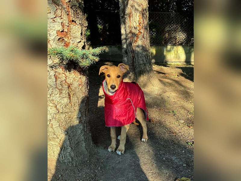 Ungarischer Windhund - Magyar Agar Welpen