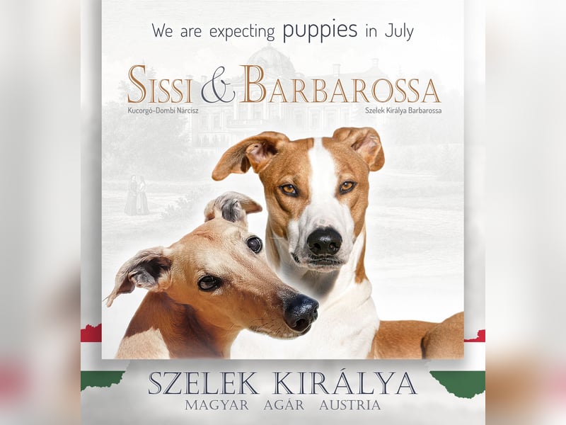 Magyar Agar - Ungarischer Windhund - Welpen
