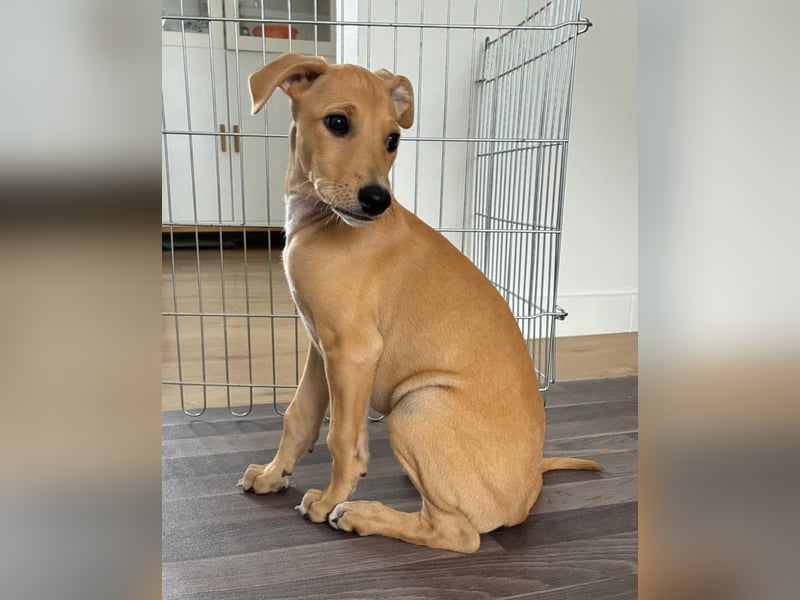 Ungarischer Windhund - Magyar Agar Welpen