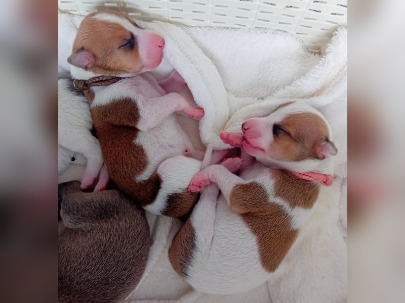 Magyar Agar - Ungarischer Windhund - Welpen