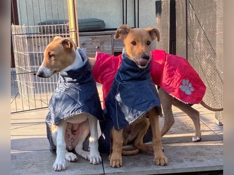 Magyar Agar - Ungarischer Windhund - Welpen