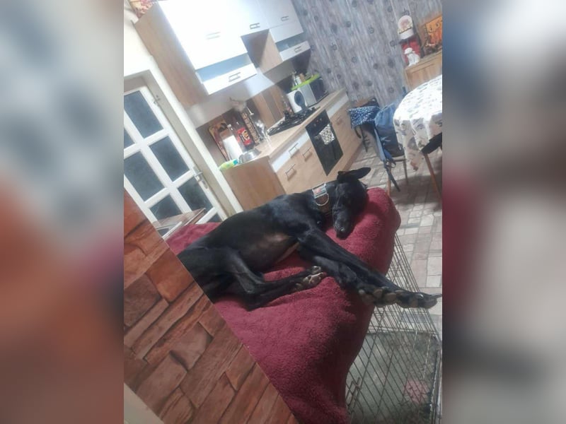 Alex sucht Magyar Agar Liebhaber