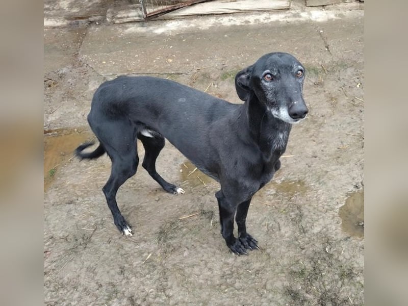 Alex sucht Magyar Agar Liebhaber