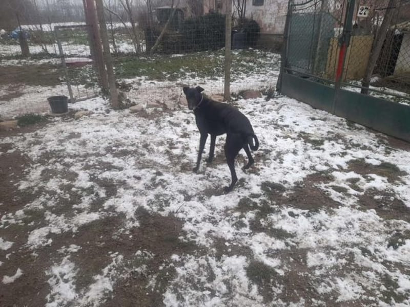 Alex sucht Magyar Agar Liebhaber