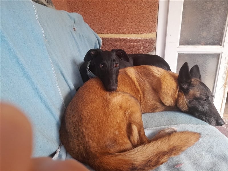 Alex sucht Magyar Agar Liebhaber