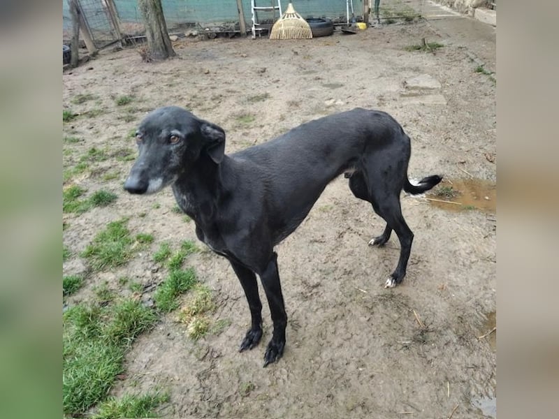 Alex sucht Magyar Agar Liebhaber