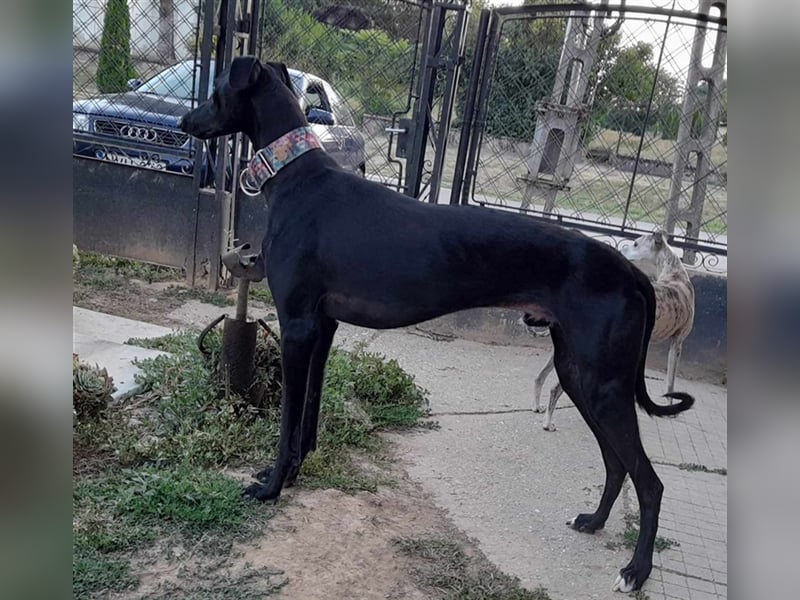 Alex sucht Magyar Agar Liebhaber