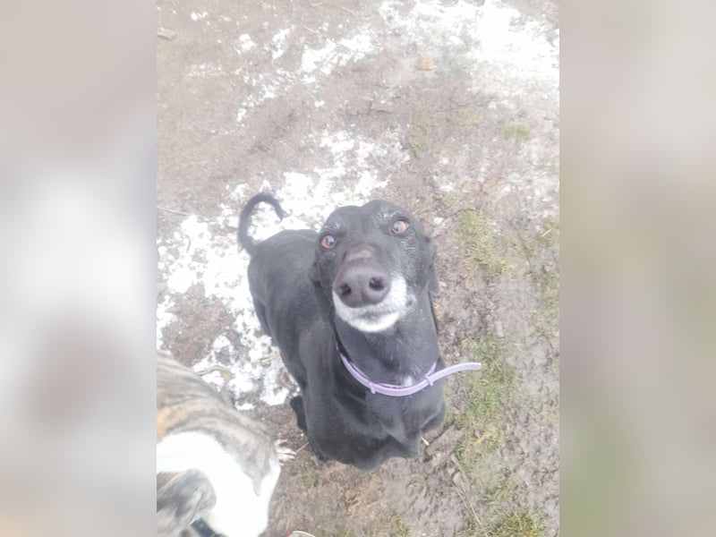 Alex sucht Magyar Agar Liebhaber