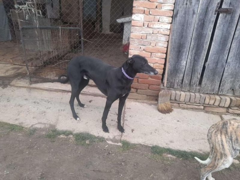 Alex sucht Magyar Agar Liebhaber