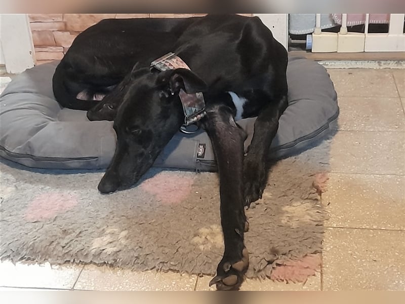 Alex sucht Magyar Agar Liebhaber