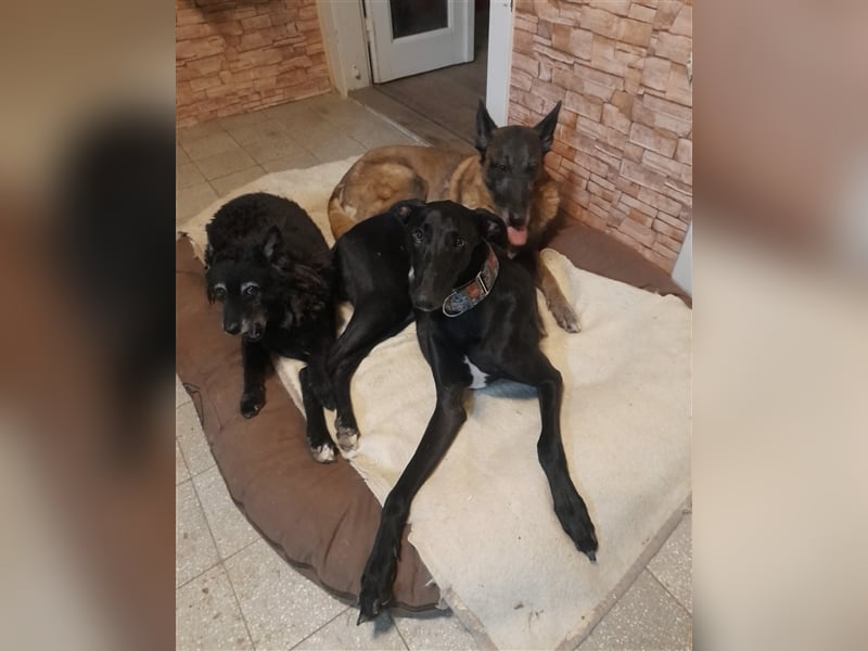 Alex sucht Magyar Agar Liebhaber