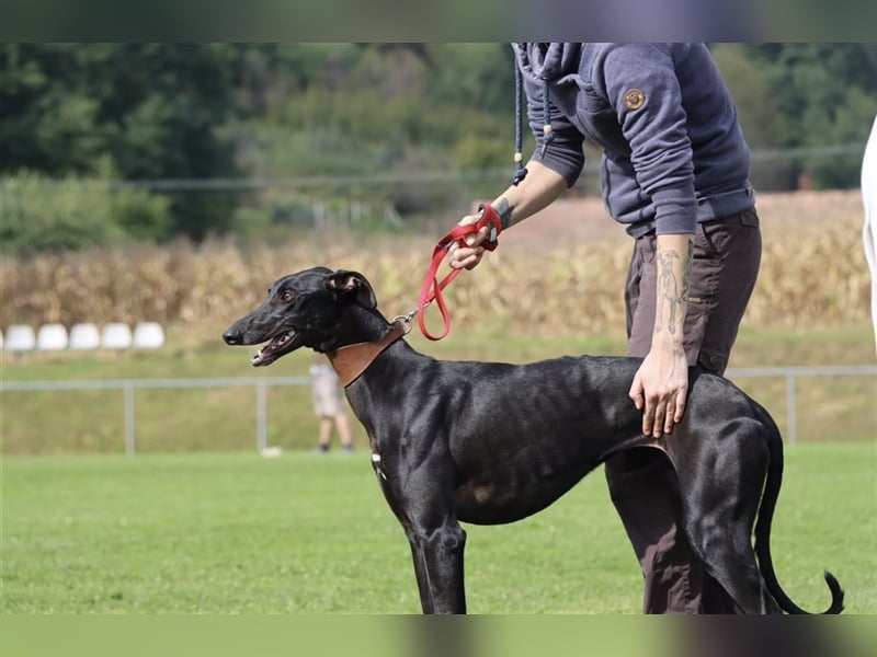 Alex sucht Magyar Agar Liebhaber