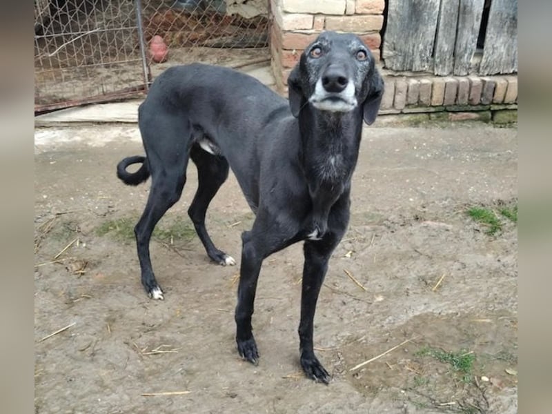 Alex sucht Magyar Agar Liebhaber