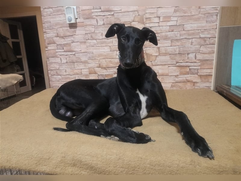 Alex sucht Magyar Agar Liebhaber