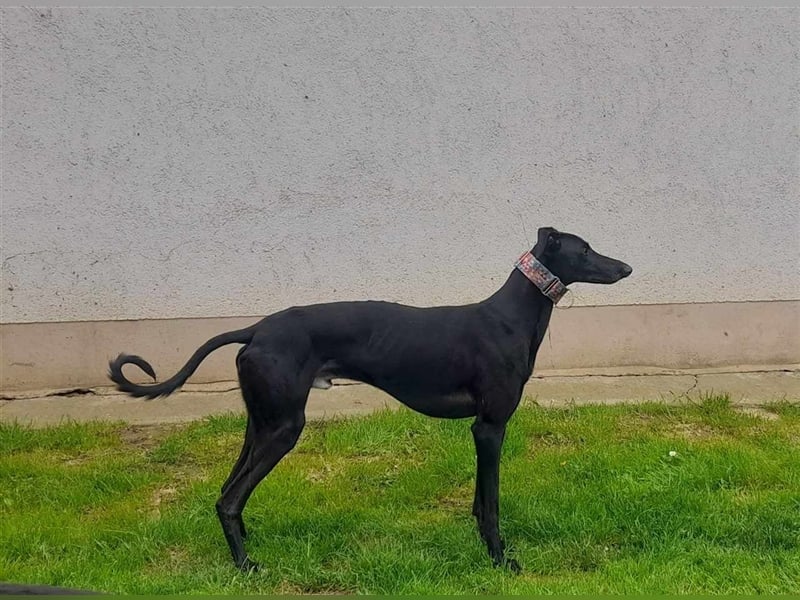 Alex sucht Magyar Agar Liebhaber