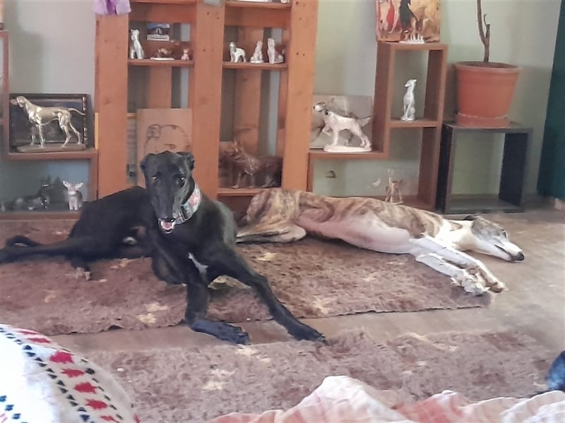 Alex sucht Magyar Agar Liebhaber