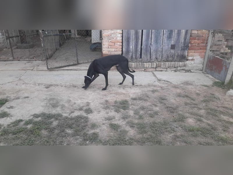 Alex sucht Magyar Agar Liebhaber