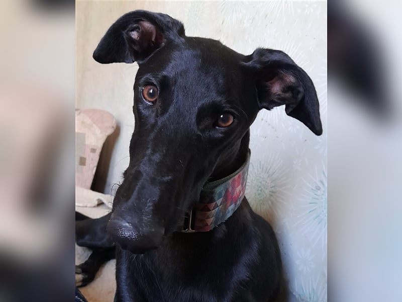 Alex sucht Magyar Agar Liebhaber