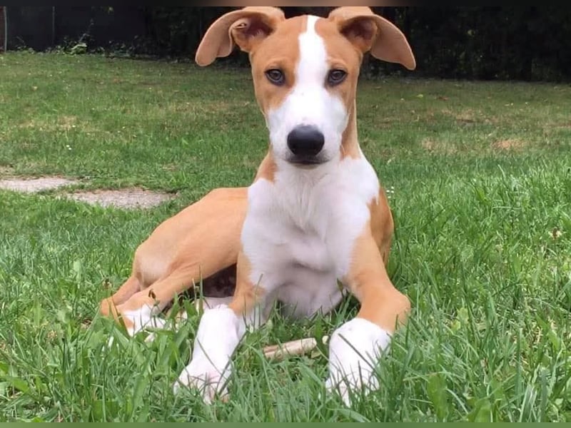Ungarischer Windhund - Magyar Agar