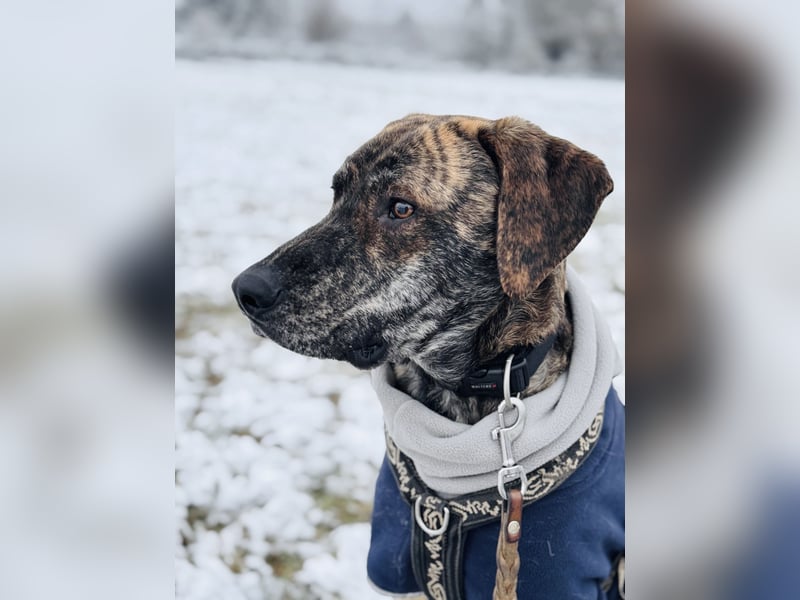 Lali-LM, traumhafter Pechvogel sucht sein Glück!