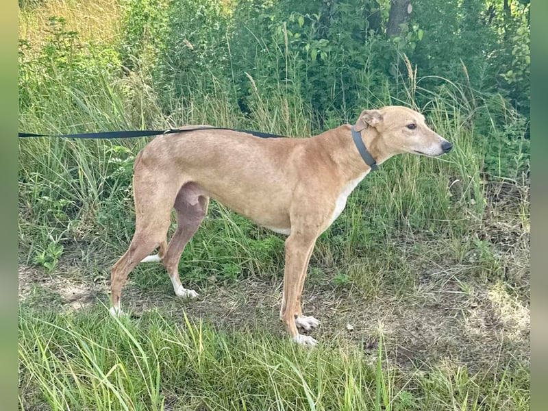 Piri, bildhübscher Magyar Agár geb. 2019