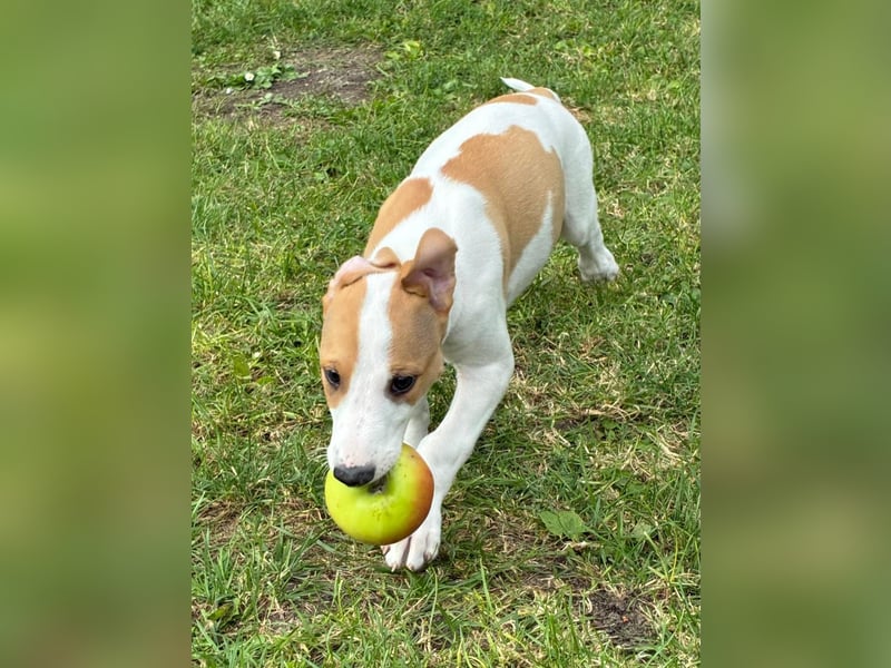 Ungarischer Windhund - Magyar Agar Welpen