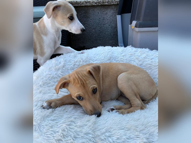 Ungarischer Windhund - Magyar Agar Welpen