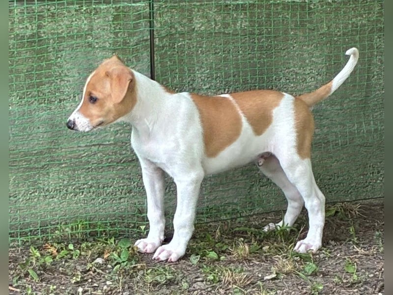 Ungarischer Windhund - Magyar Agar Welpen