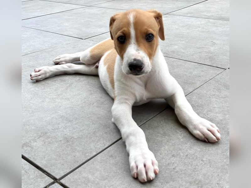 Ungarischer Windhund - Magyar Agar Welpen