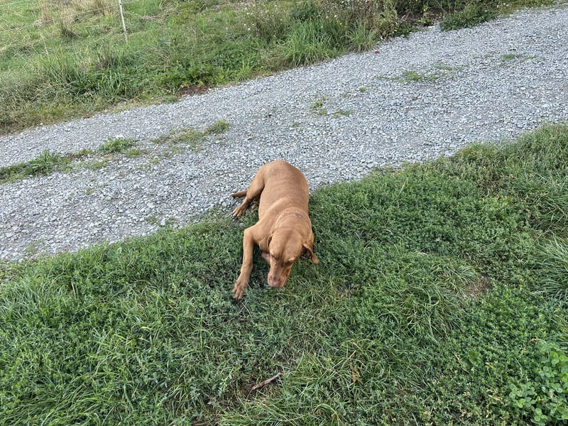 Reinrassige Maya Vizsla-Hündin – 6 Jahre – kinderlieb & stubenrein