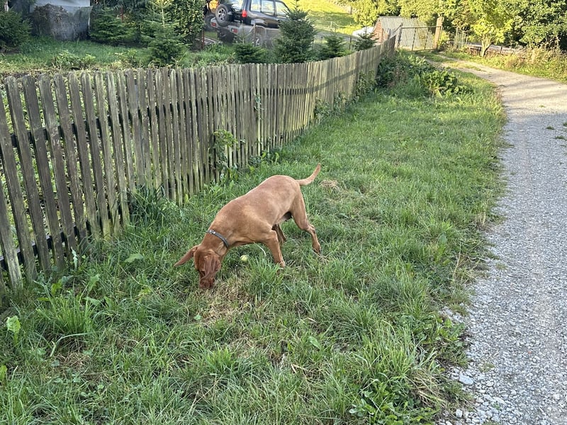 Reinrassige Maya Vizsla-Hündin – 6 Jahre – kinderlieb & stubenrein