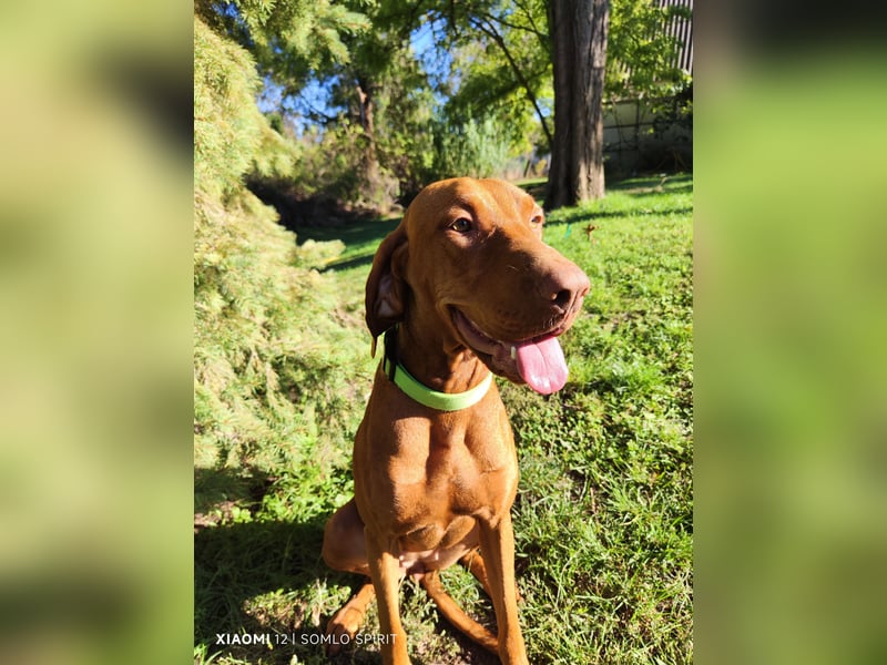 Magyar Vizsla Hündin sucht neuen Wirkungskreis