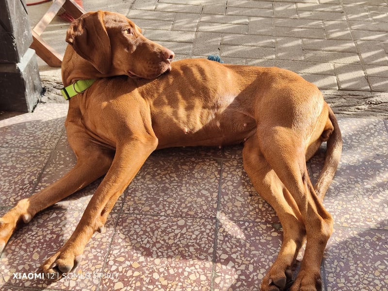 Magyar Vizsla Hündin sucht neuen Wirkungskreis