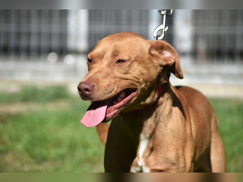 „Pedro“, lieber Vizsla Rüde, ca. 09.2024 geboren, gut verträglich