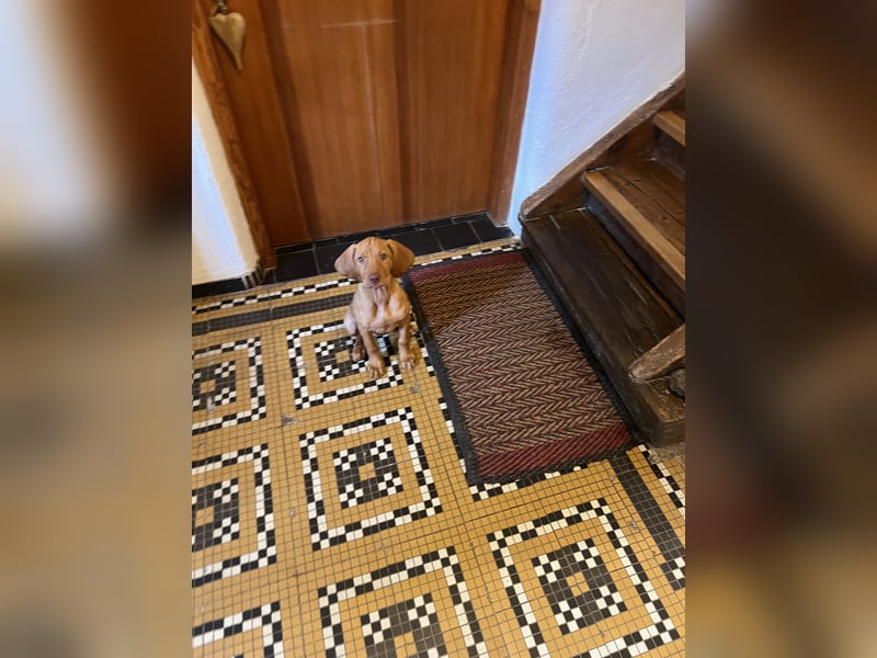 Magyar Vizsla Welpen in Erwartung