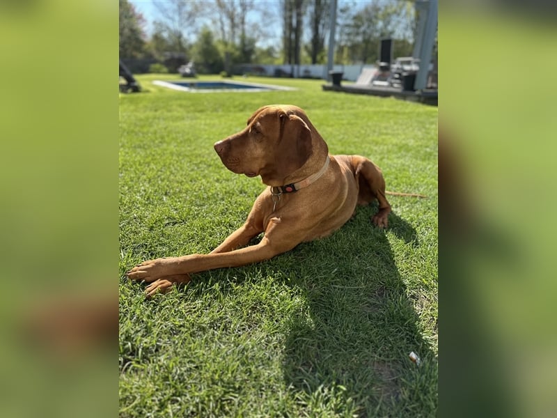 Wurfankündigung Vizsla Champion Reinrassig