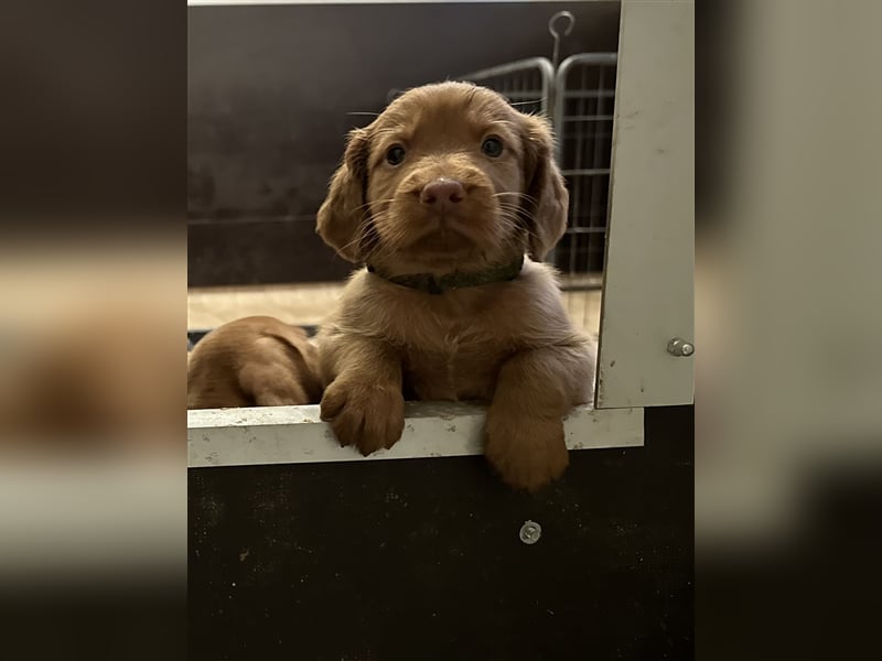 Selten - Magyar Vizsla Welpen Langhaar (kein Drathaar)