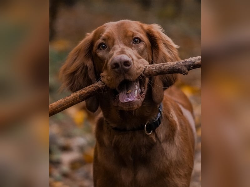 Selten - Magyar Vizsla Welpen Langhaar (kein Drathaar)