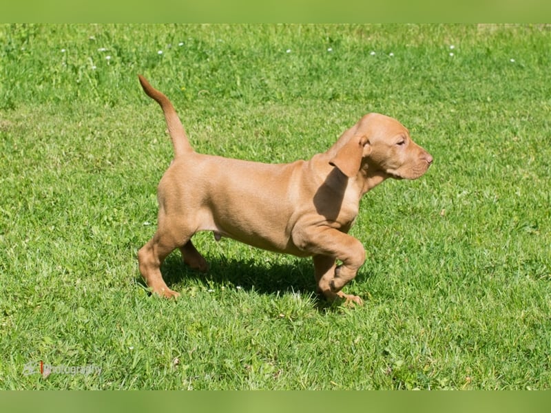 Magyar Vizsla Welpen mit Papiere