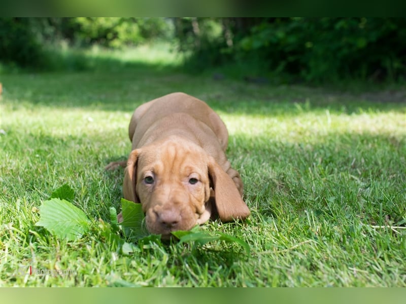 Magyar Vizsla Welpen mit Papiere