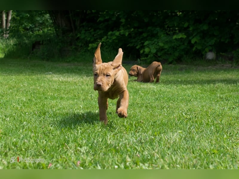 Magyar Vizsla Welpen mit Papiere