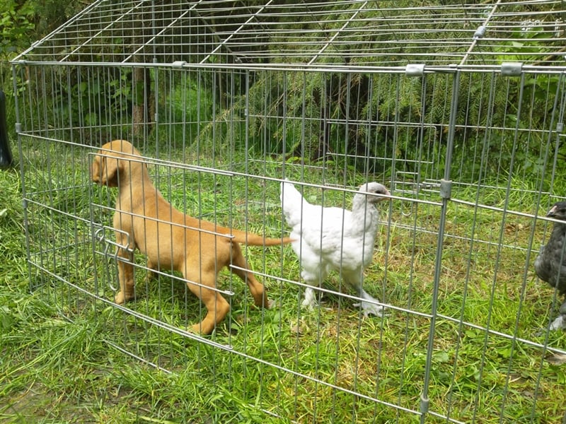 Magyar Vizsla Welpen mit Papiere