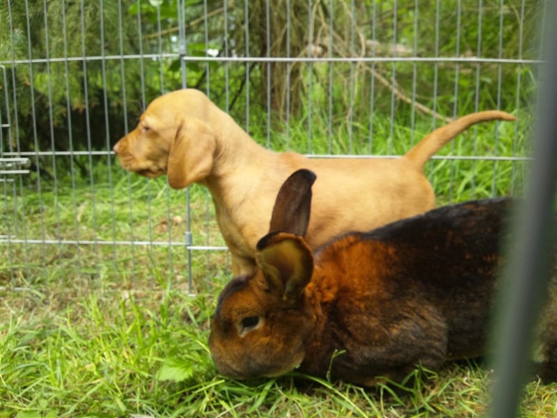 Magyar Vizsla Welpen mit Papiere