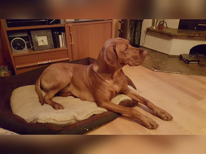 Magyar Vizsla Welpen mit Papiere