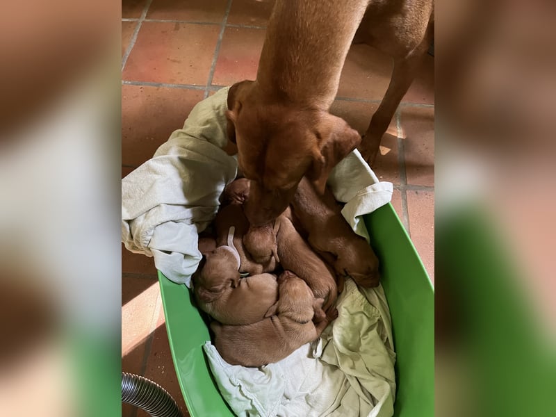 Liebevolle Magyar Vizsla Welpen ab Mitte Juni abzugeben