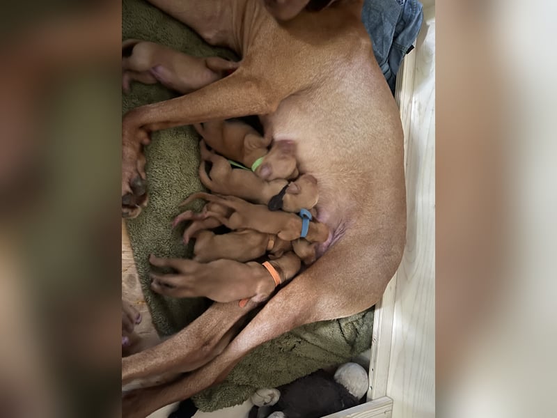 Liebevolle Magyar Vizsla Welpen ab Mitte Juni abzugeben