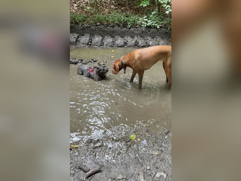 MAGYAR VIZSLA WURFPLANUNG MIT PAPIERE